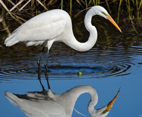 A great egret hunting food in the shallow water