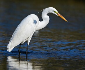 A great egret hunting food in the shallow water