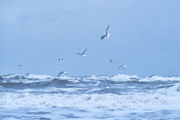 Seagulls looking for food in stormy sea. High quality photo