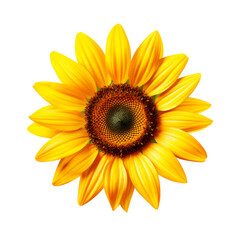 Sunflower Isolated on transparent background, PNG