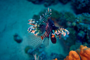 The beauty of the underwater world - The red lionfish (Pterois volitans) is a venomous coral reef fish in the family Scorpaenidae, order Scorpaeniformes - scuba diving in the Red Sea, Egypt