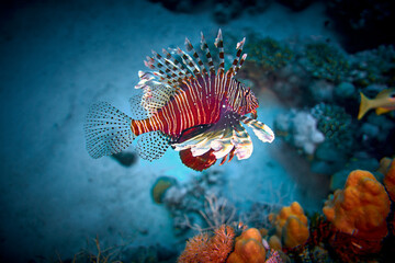 Naklejka na ściany i meble The beauty of the underwater world - The red lionfish (Pterois volitans) is a venomous coral reef fish in the family Scorpaenidae, order Scorpaeniformes - scuba diving in the Red Sea, Egypt
