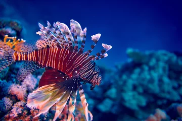 Foto auf Acrylglas The beauty of the underwater world - The red lionfish (Pterois volitans) is a venomous coral reef fish in the family Scorpaenidae, order Scorpaeniformes - scuba diving in the Red Sea, Egypt © udmurd