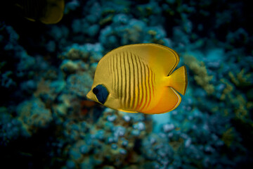 The beauty of the underwater world - The yellow tang (Zebrasoma flavescens), also known as the lemon sailfin, yellow sailfin tang or somber surgeonfish - scuba diving in the Red Sea, Egypt