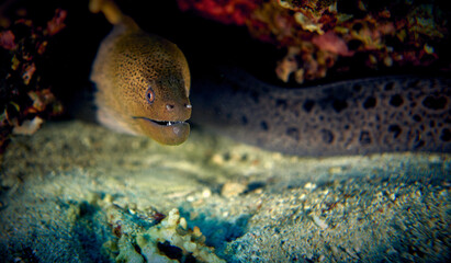 The beauty of the underwater world - beautiful smile of a Moray eel, or Muraenidae - scuba diving...