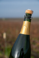 Bottle of Champagne wine on Champagne grand cru vineyards near Verzenay, grape vines without...