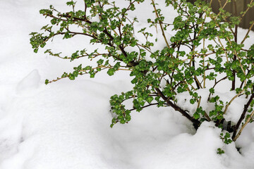 Extreme Anomaly Abnormal Weather in Spring Garden. Snow Covered Green Leaves of Bush Gooseberry....