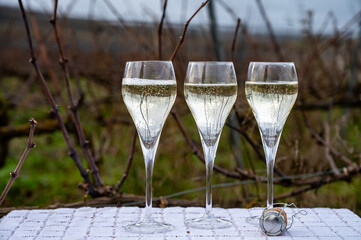 Tasting Champagne wine on Champagne grand cru vineyards near Verzenay, grape vines without leaves,...