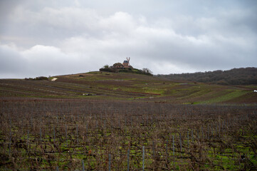 Fototapeta premium Winter time on Champagne grand cru vineyard near Verzenay and Mailly, rows of old grape vines without leave, wine making in France