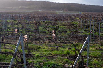 Fototapeta na wymiar Winter time on Champagne grand cru vineyard near Verzenay and Mailly, rows of old grape vines without leave, wine making in France