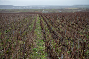 Winter time on Champagne grand cru vineyard near Verzenay and Mailly, rows of old grape vines without leave, wine making in France