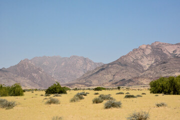 Desert landscape with distant rocky mountains in the distance with dry trees in the foreground. The surrounding natural environment