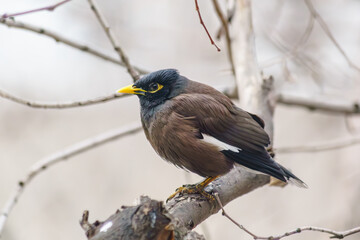 Myna locust starling sits on a tree