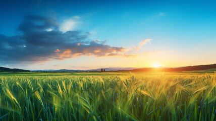 field with sunrise and blue sky at sunrise