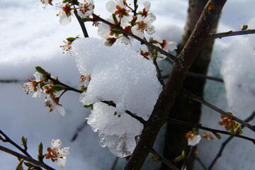 Cherry Tree Blossom at the End of Winter Amidst Falling Snow