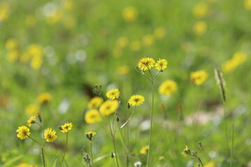 yellow dandelions in the meadow