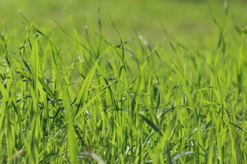 green grass in the wind