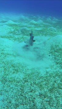 Vertical video, Camera moving forwards approaching to Trigger fish digging sand on the seabed in search of food, Slow motion. Yellowmargin Triggerfish (Pseudobalistes flavimarginatus)