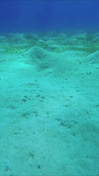 Close-up of illy sandy bottom covered with green sea grass on blue water background, Vertical video. Natural underwater background with sandy hills on sea bottom on sunny day, slow motion