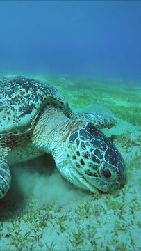 Vertical video, Slow motion, Sea turtle with two Suckerfish on shell eating green seagrass on sandy bottom. Close-up of Great Green Sea Turtle (Chelonia mydas)