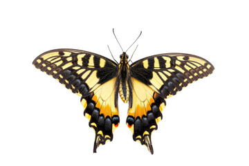 Anise Swallowtail Butterfly on Transparent Background, PNG,