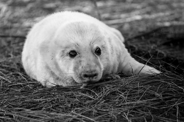 Black and white portrait of a cute newborn grey seal pup at Donna Nook.