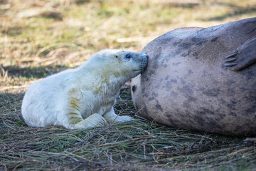 A newborn grey seal pup suckling from its mother.