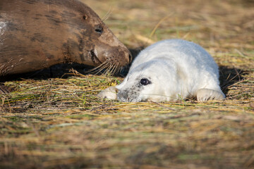 A female grey seal affectionately caring for her newly born pup. 