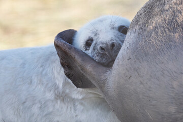 Portrait image of a cute newborn grey seal pup cuddled by its mother.