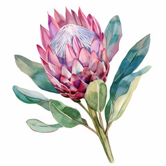 Watercolor tropical protea flower on white background. ai illustration.