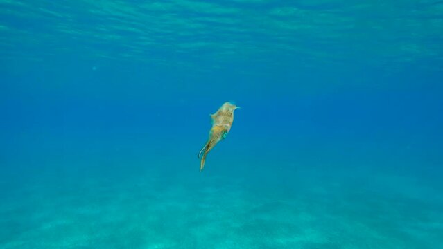Close up of baby calamar swims in turquoise water sparkling in bright sunrays, slow motion. Newborn Bigfin reef squid or Oval squid (Sepioteuthis lessoniana) floating in blue sea