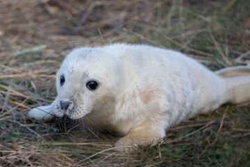 Portrait of an adorable grey seal pup on the coastal shores of Donna Nook.