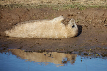 A cute grey seal pup relaxing on the Donna Nook coast.