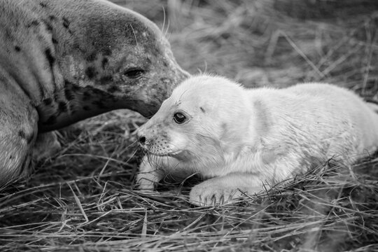 Black and white portrait image of a female grey seal lovingly caring for its newborn pup.