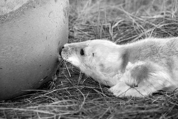 Black and white image of a newborn grey seal pup suckling milk from its mother.