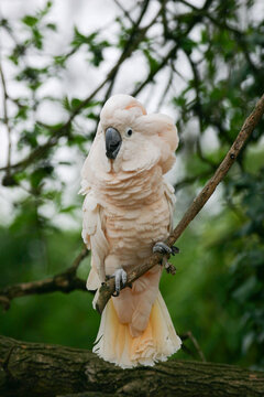 cacatua crestasalmone (Cacatua moluccensis)