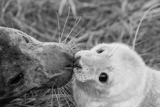 Black and white portrait image of a female grey seal lovingly caring for its newborn pup.
