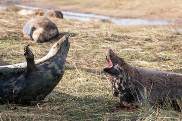 Female grey seals demonstrating aggressive behaviour to protect their newborn pups. 