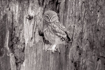 Little owl. Black white wildlife photography. Nature background.  