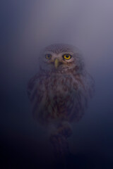 Little owl. Artistic wildlife photography. Nature background.