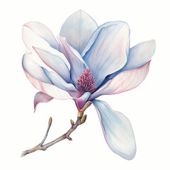 Watercolor tropical flower magnolia on white background. ai illustration.
