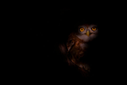 Little owl. Artistic wildlife photography. Nature background.