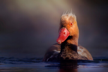 Duck portrait. Artistic wildlife photography. Nature backgrund. Red crested Pochard.