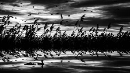 Lake and flying birds. Black white wildlife photography.  