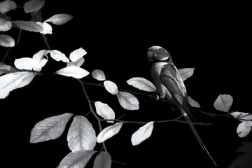 Parrot. Black white wildlife photography.  