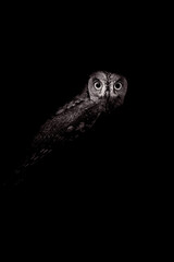 Owl. Black white wildlife photography. Scops owl.   
