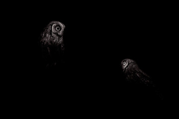 Owls. Black white wildlife photography. Scops owl. 