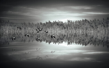 Lake. Black white wildlife photography.  Artistic wildlife photography.