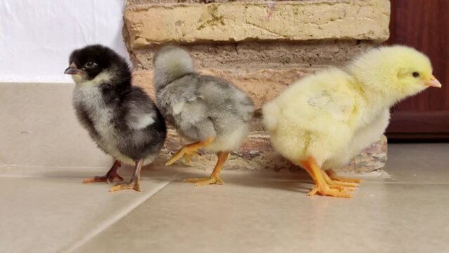 Adorable fluffy baby chicks take their first step at home