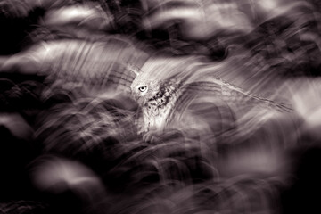 Flying owl. Motion blur background. Little owl. Artistic wildlife photography.